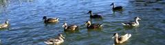 82 Ferien an der Müritz